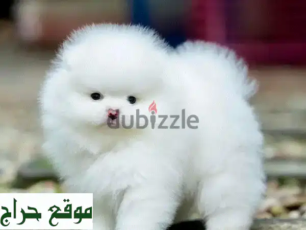 كلب بوميرانين صغير بحجم فنجان الشاي - أنثى وذكر متبقيان!