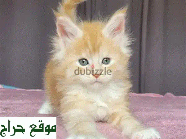 قطط فارسية رقيقة للبيع - أنعم بحنانها!