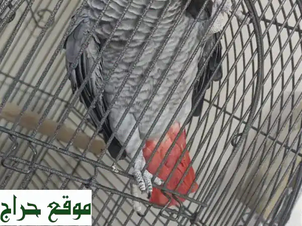 ببغاء رمادي أفريقي متكلم - رفيقك الجديد النابض بالحياة!