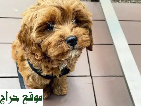 جرو كافابو 😍  أليف وجميل، ينتظر عائلة حنونة!