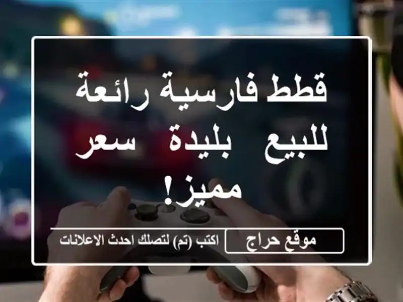 قطط فارسية رائعة للبيع - بليدة - سعر مميز!