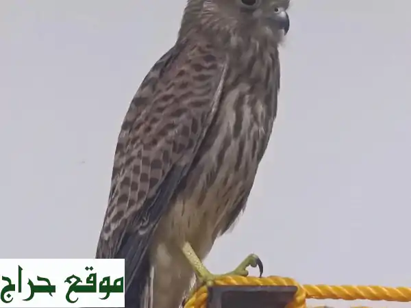 صقر شاهين صغير للبيع - جاهز للتدريب! ✈️