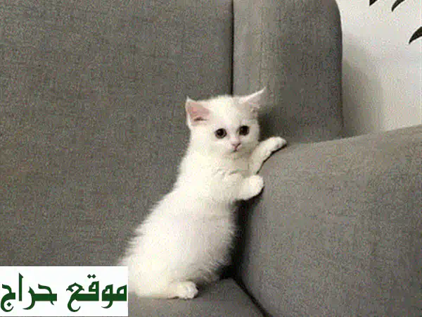 قطط بريتيش بلو بوينت رائعة -  لديها جواز سفر بيطري! 😻