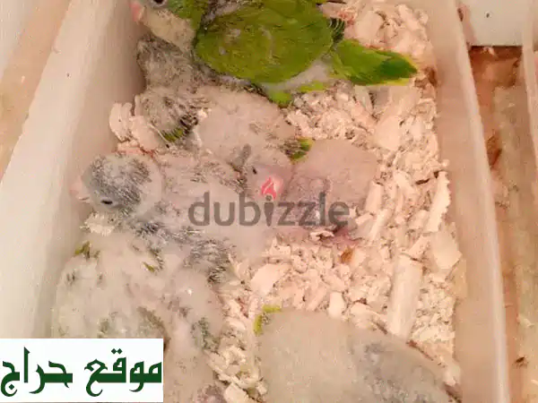 فرخ ببغاء كويكر متكلم - ألوان خلابة وأسعار مميزة!