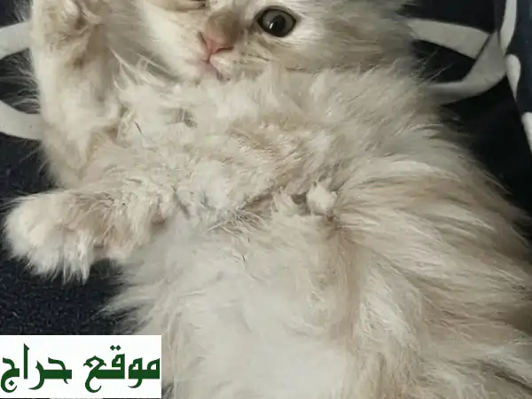 قطط شيرازي وهيمالايا صغيرة للتبني - رفقاء...