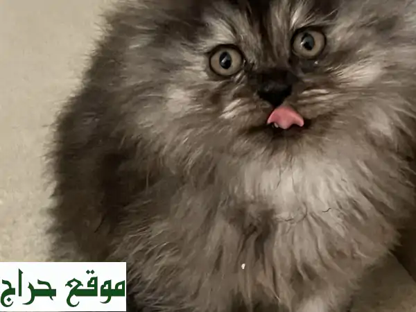 قطط شيرازي وهيمالايا صغيرة للتبني - رفقاء رائعين ينتظرونك!