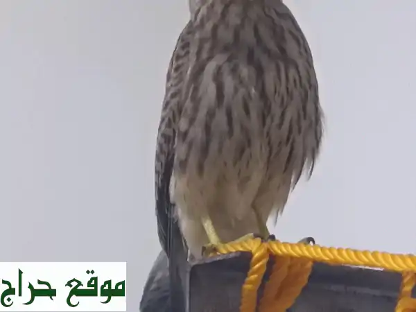 صقر شاهين صغير للبيع - جاهز للتدريب! ✈️