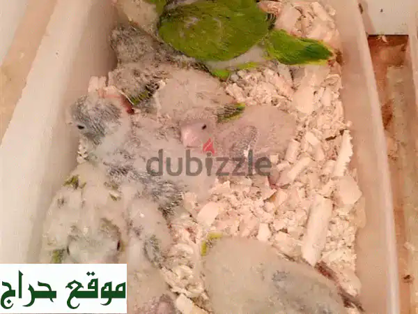 فرخ ببغاء كويكر متكلم - ألوان خلابة وأسعار مميزة!