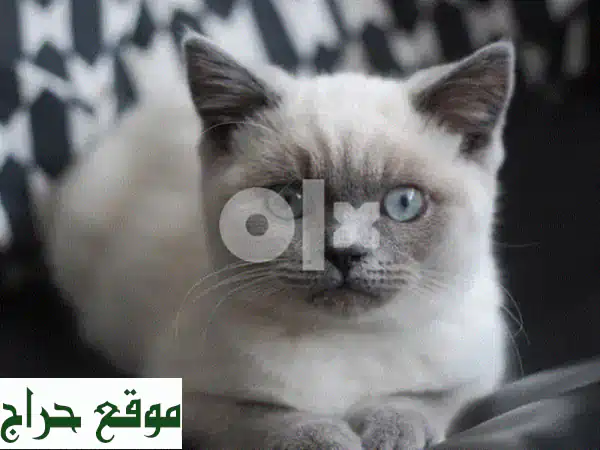 قطط بريتيش بلو بوينت رائعة -  لديها جواز سفر بيطري! 😻