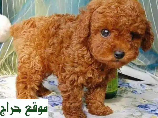 جرو بودل صغير فائق الجودة - متوفر الآن!  (مع شهادة...