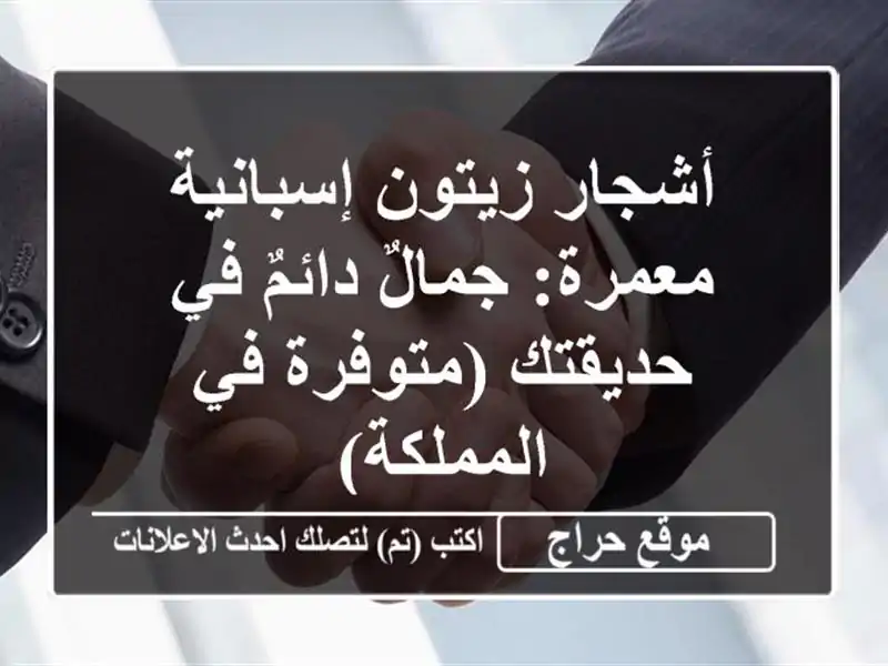 أشجار زيتون إسبانية معمرة: جمالٌ دائمٌ في...