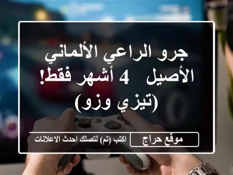 جرو الراعي الألماني الأصيل - 4 أشهر فقط! (تيزي وزو)