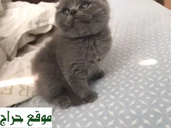 قطط بريتيش وشوتلاند فولد نقية للبيع - رفقاء...