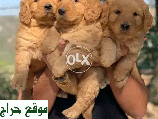 أجمل كلاب جولدن ريتريفر في لبنان - ذكور متميزة!