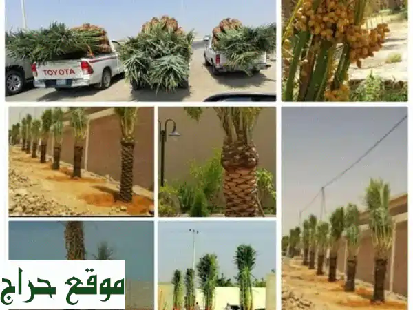 نخيل بمختلف الأنواع والأحجام - توصيل لجميع...