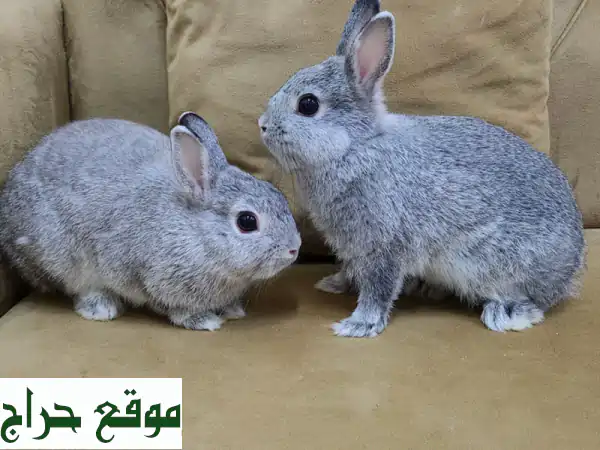 زوج أرانب قزم أليفة للبيع - مرحة وصحية! 🐰❤️