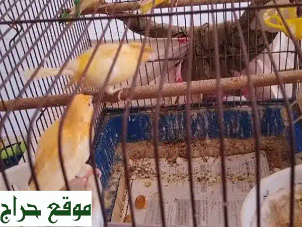 فرخ حمام طرابلس، عكار، جونية - جاهز للتفقيس! (6-7 أشهر) - 12$ فقط!