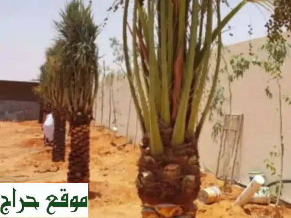 نخيل للبيع | جميع الأنواع والأحجام | خدمات زراعية متكاملة