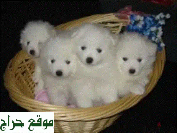 أجمل كلاب جولدن ريتريفر في لبنان - ذكور متميزة!
