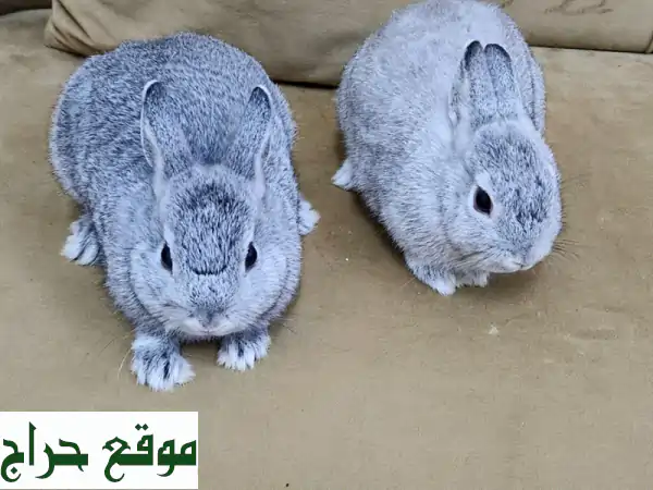 زوج أرانب قزم أليفة للبيع - مرحة وصحية! 🐰❤️