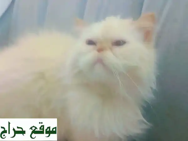 بيكي، قطة بيكي فيس رقيقة تبحث عن بيت دافئ! 😻 (80...