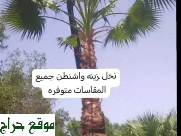 نخيل للبيع | جميع الأنواع والأحجام | خدمات...