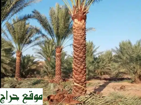 نخيل بمختلف الأنواع والأحجام - توصيل لجميع أنحاء المملكة!