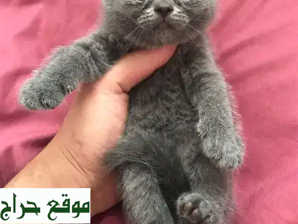 قطط بريتيش وشوتلاند فولد نقية للبيع - رفقاء فرويون رائعين ينتظرونك!