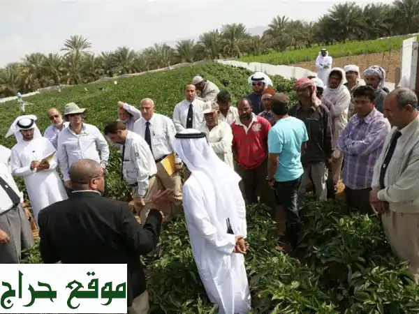 عاملات منزلية ماهرات وعمال ذوو خبرة | تنظيف، طبخ، رعاية أطفال وكبار السن