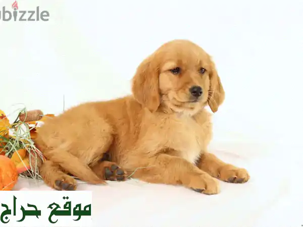 جُلْدَن ريتريفر أنثى - مُدرّبة احترافيًا -...