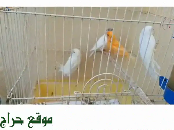 فرخ حمام طرابلس، عكار، جونية - جاهز للتفقيس! (6-7 أشهر)...