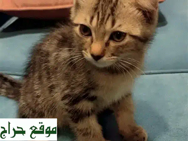 قط اسكتلندي ذكر رقيق، عمره أقل من 3 أشهر! 😻