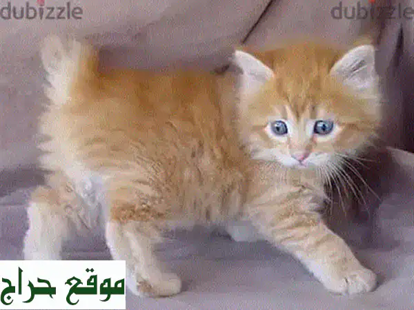 قطط أمريكان بوبتيل صغيرة للبيع - فرو ناعم وعيون ساحرة!