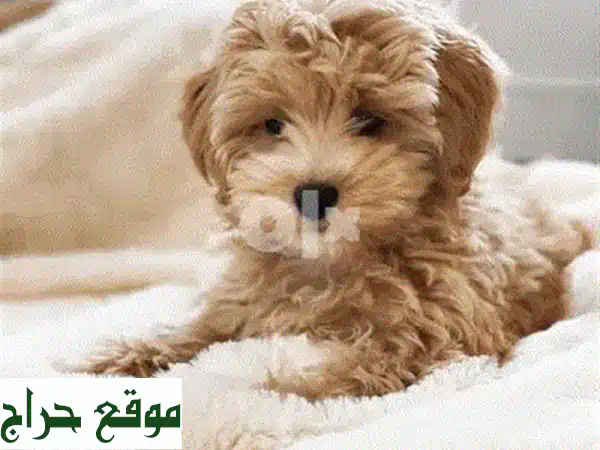 جرو مالتيبول مستورد - رفيقك الصغير اللطيف ينتظرك!