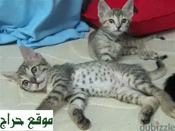 قطط أمريكان بوبتيل صغيرة للبيع - فرو ناعم وعيون ساحرة!