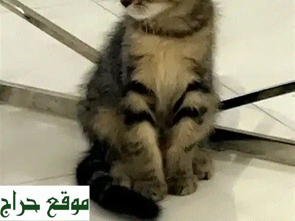 قط اسكتلندي ذكر رقيق، عمره أقل من 3 أشهر! 😻