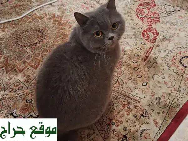 لولا، قطة بريطانية قصيرة الشعر تبحث عن بيت دافئ ❤️