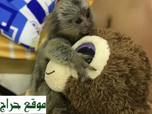 مارموسيت صغير.. رفيق محبّ ينتظرك!