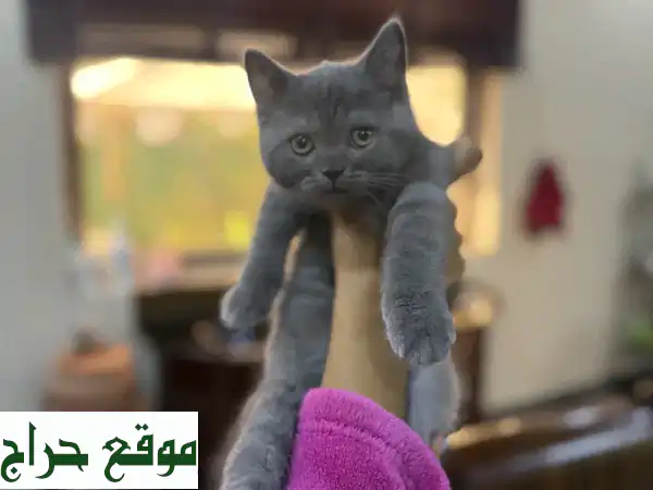قطط سكوتش ستريت نقية للبيع - ٣ قطط صغيرة ودودة!