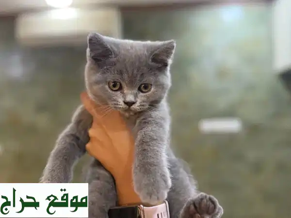 قطط سكوتش ستريت نقية للبيع - ٣ قطط صغيرة ودودة!