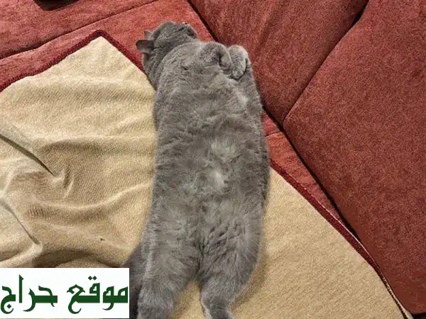 لولا، قطة بريطانية قصيرة الشعر تبحث عن بيت دافئ ❤️