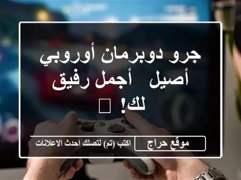 جرو دوبرمان أوروبي أصيل - أجمل رفيق لك! 🐶