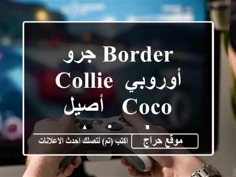 جرو Border Collie أوروبي أصيل -  Coco Animals