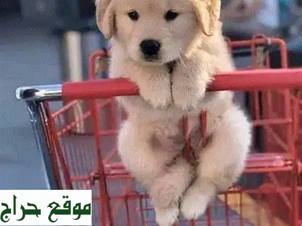 هاسكي أزرق العينين أبيض ناصع - جرو ساحر ينتظرك!