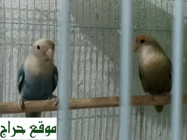جوز عصافير روز: قفص فاخر + بياضة + سقاية -  سعادة ريشية في منزلك!