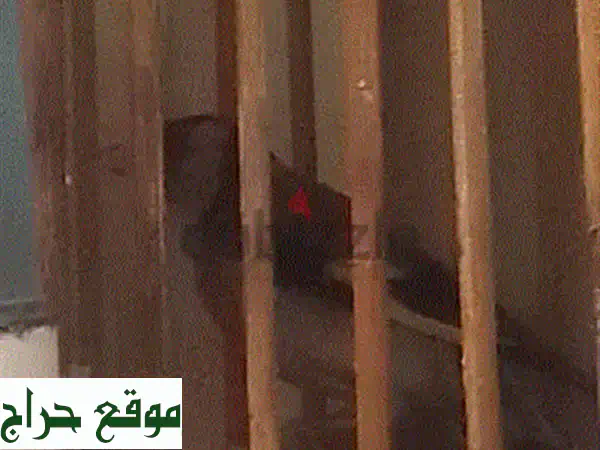 دكر تشريني: حسونٌ جميلٌ، رفيقٌ رائعٌ!