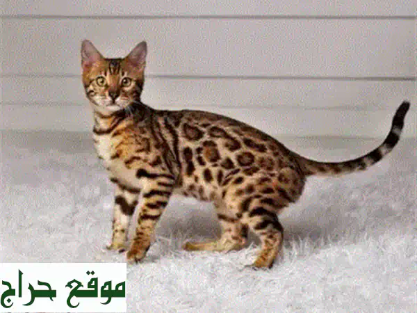 قطة مين كون ذهبية رائعة - عمر شهرين - صحية ومرحة!
