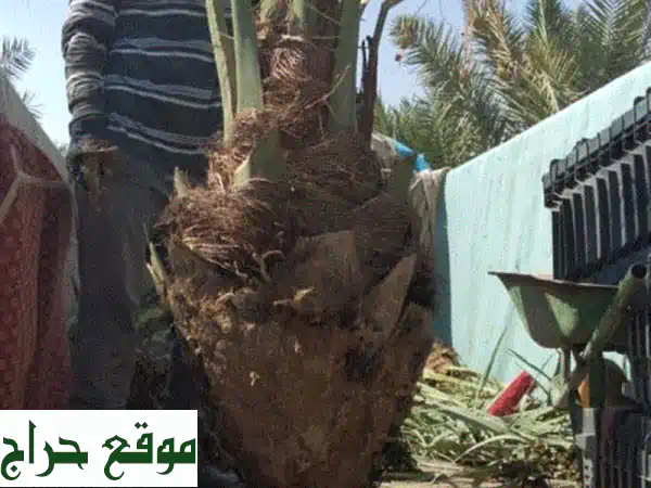 نخيل للبيع - أجود أنواع النخل لجميع مشاريعك (حكومية، استراحات، حدائق)