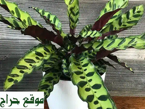 كالاتيا لانسيفوليا (أفعى الرأس): نبات منزلي ساحر بسعر لا يُصدق! 🐍💚