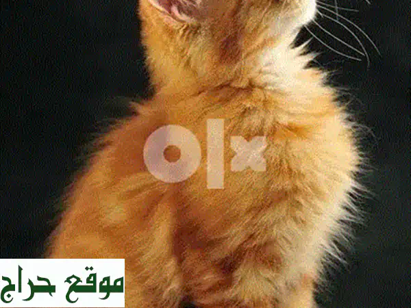 قطة مين كون ذهبية رائعة - عمر شهرين - صحية ومرحة!